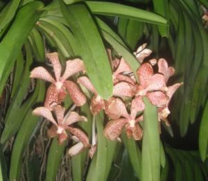 Vanda 1.JPG